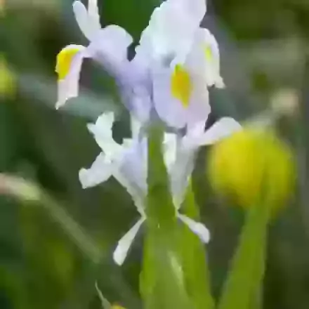 Magnifica